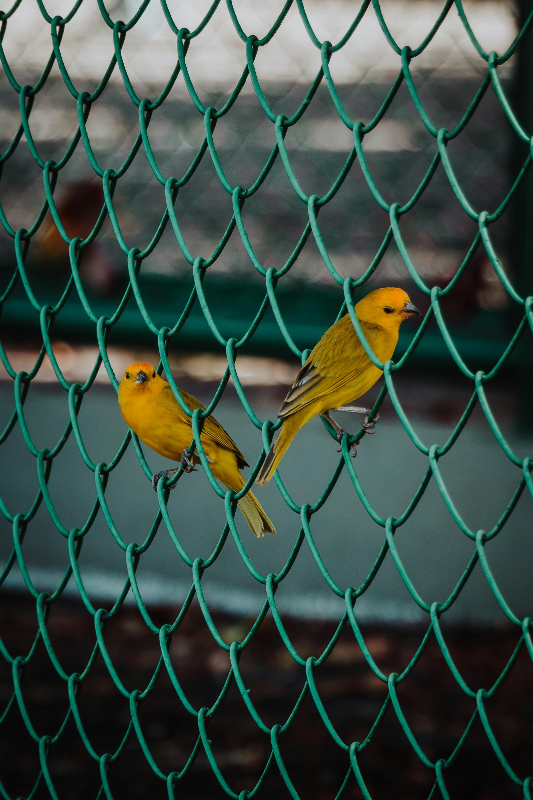 Yellow birds behind a green wire fence