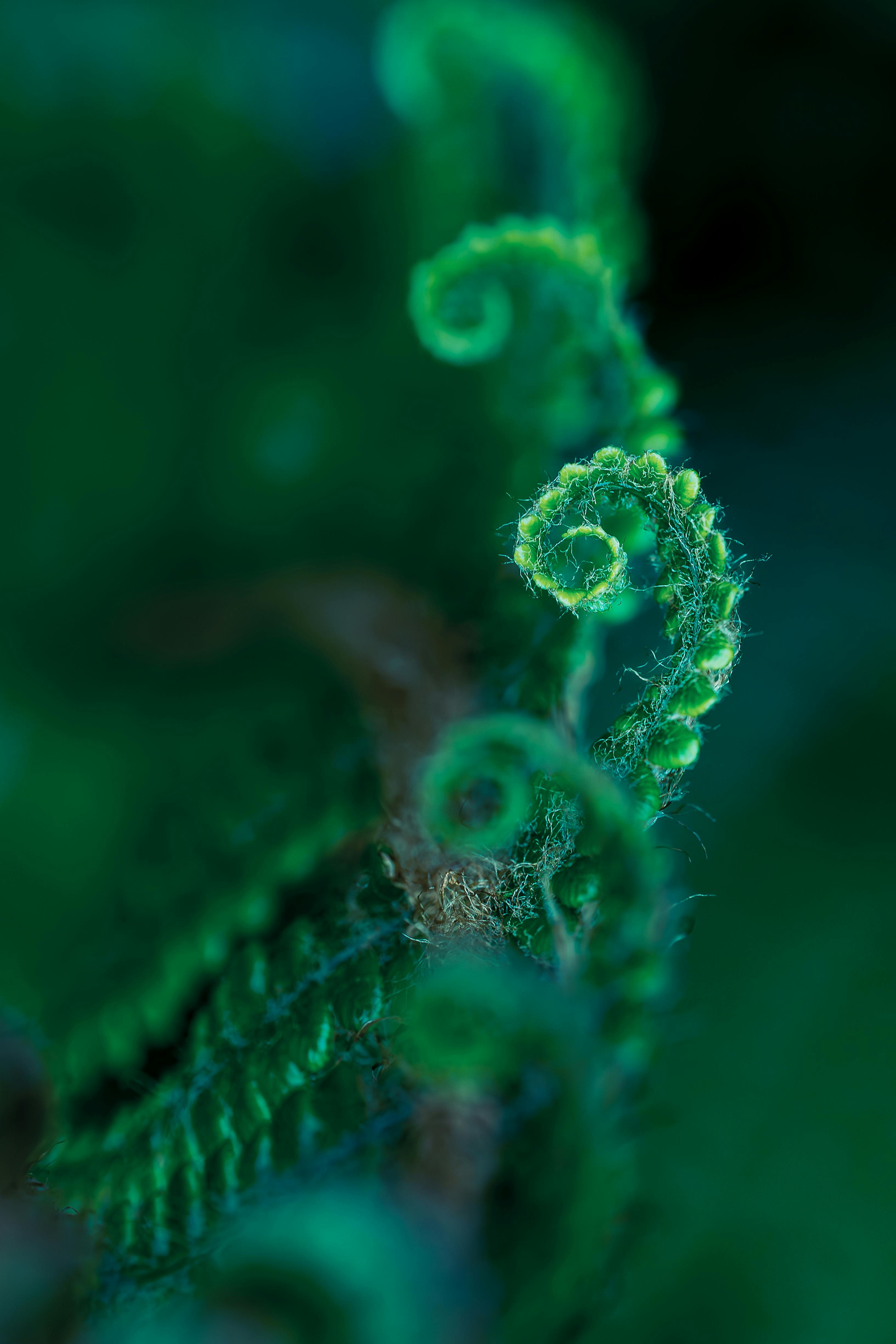 Green fern curl detail