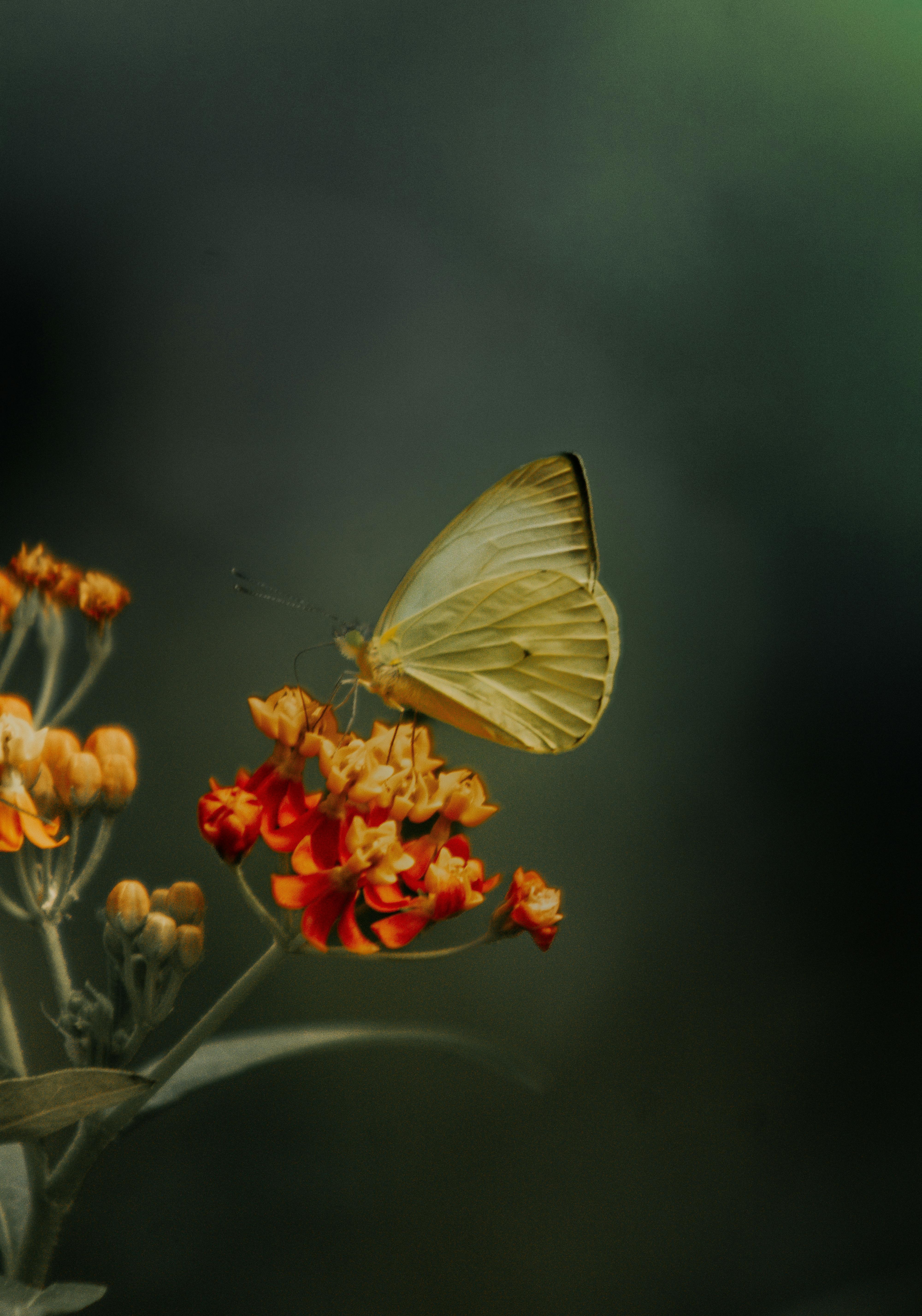 Butterfly resting on orange flowers against a dark green background